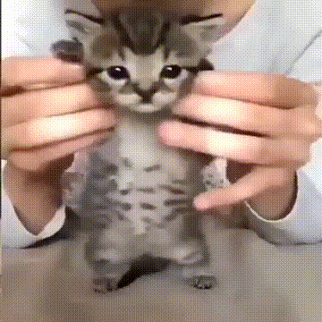 File:Silly-baby-cat.png