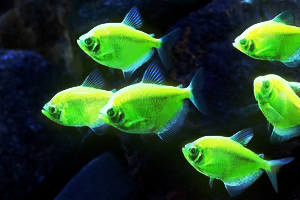 Glofish
