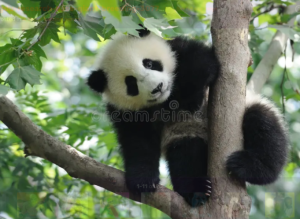 Panda.png