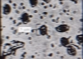 Thumbnail for version as of 00:28, 1 February 2026