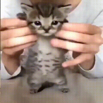 Silly-baby-cat.png
