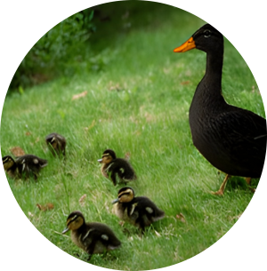 🦆.png