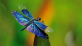Thumbnail for version as of 09:45, 1 June 2026