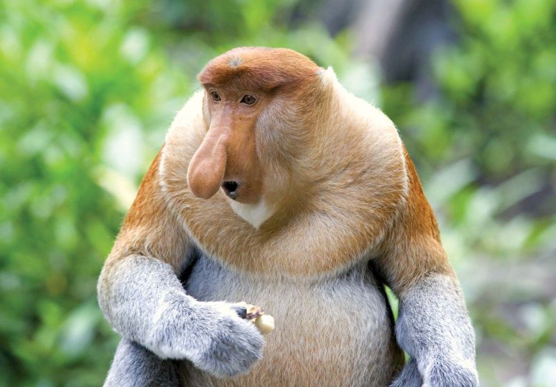 File:Munky.jpg