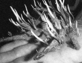 Thumbnail for version as of 00:18, 1 February 2026